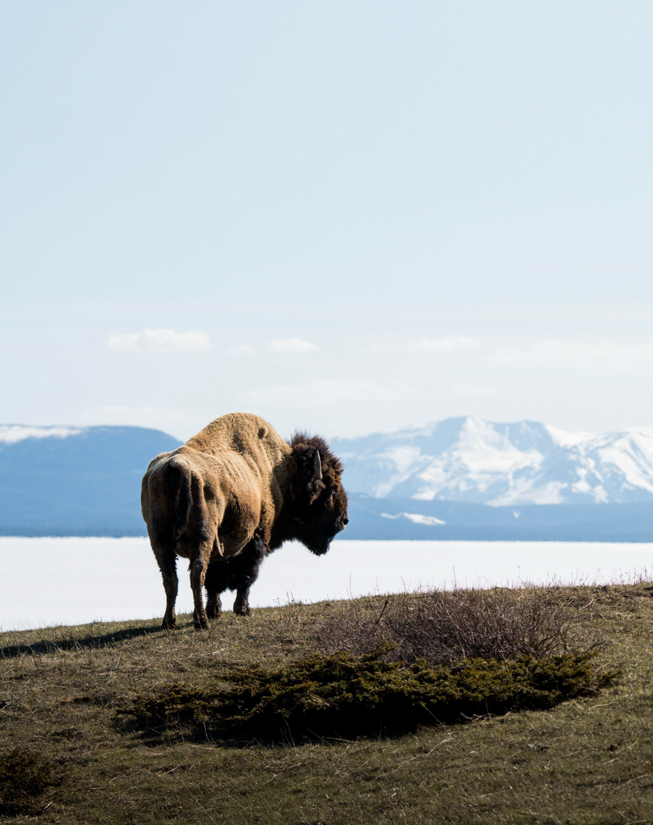 JMM | Yellowstone VI – FRAMED EWE Optical
